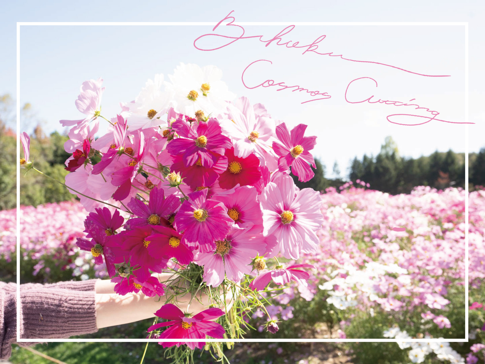 広島の秋を腕の中に♡無料コスモス切り花体験を備北丘陵公園で！