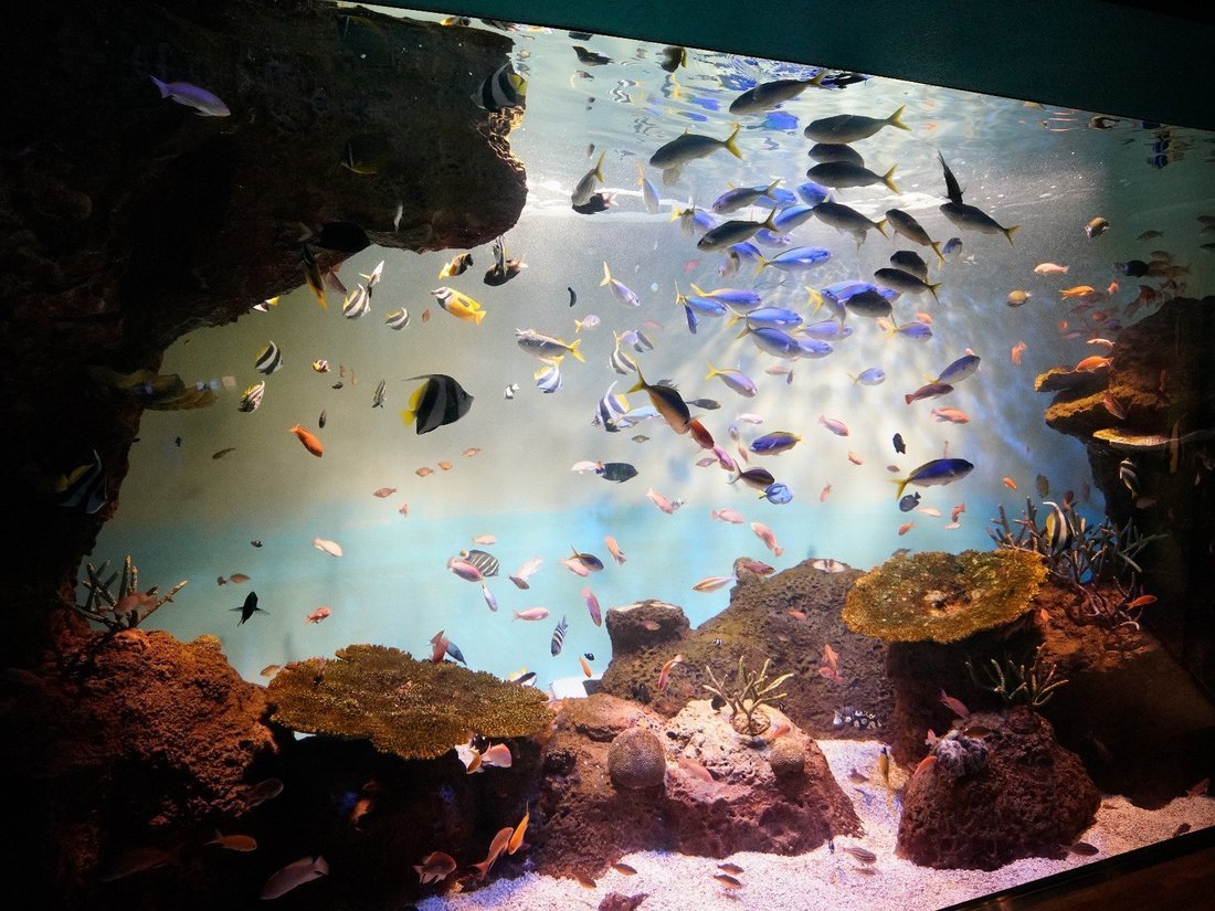 前編】宮島水族館をどこよりも詳しく紹介！〜お魚・スナメリ編〜