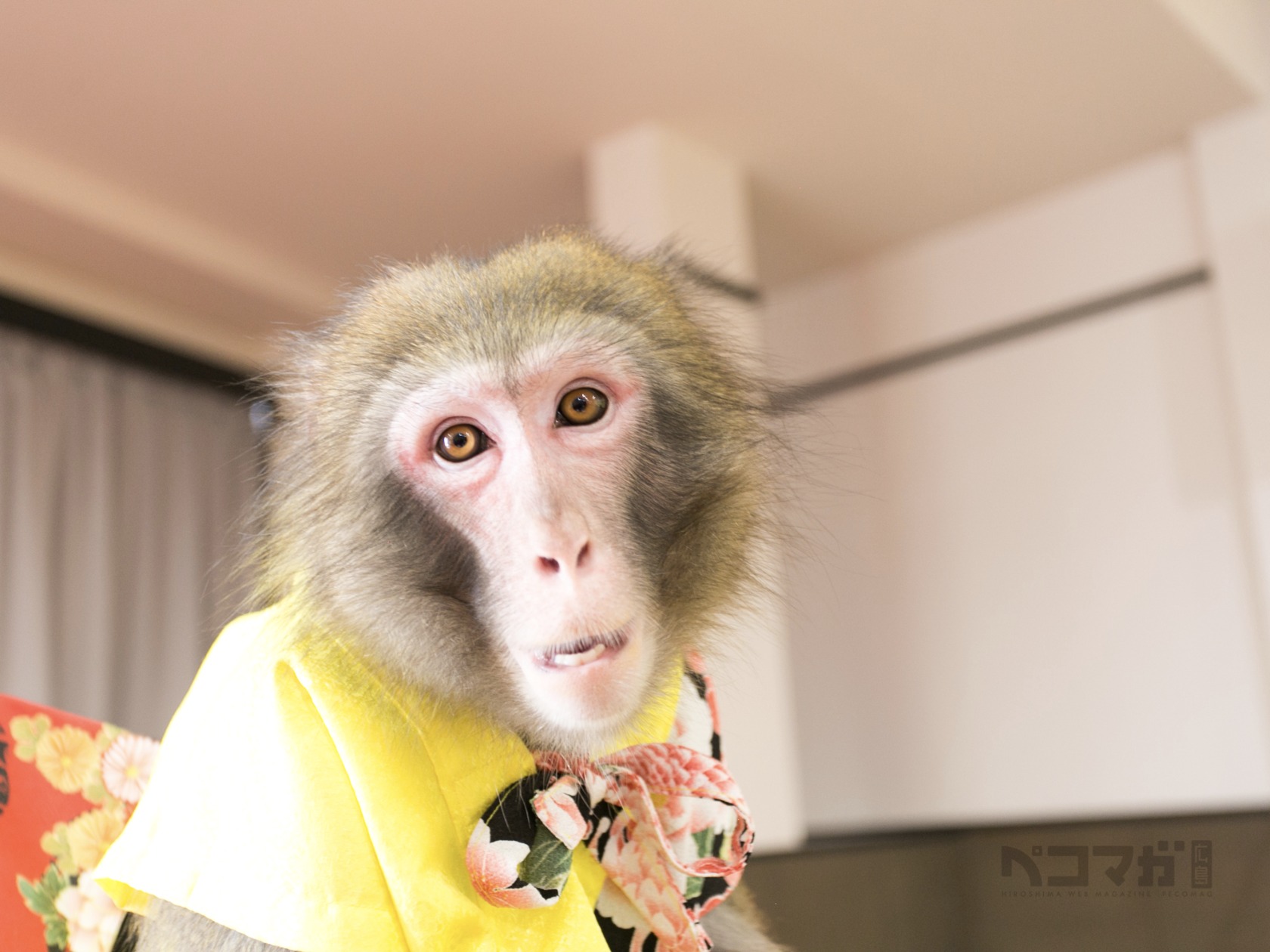 【閉店 OR 移転】宮島で本格的な猿まわし。8月末まで無料だ！今すぐ行かないと！！